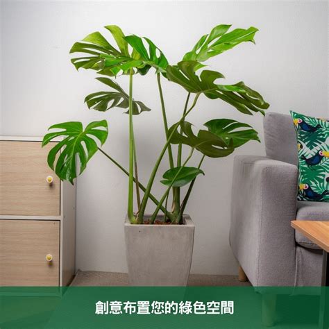 室內龜背芋|植物養護指南